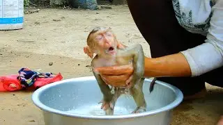 Clean & Shower Cute Baby Monkey, Looking So Funny and Lovely