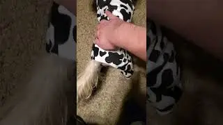 Kenji, puppy butt