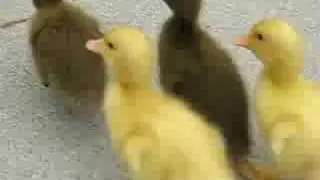 my ducklings