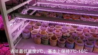 多肉入车库过冬