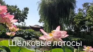 Дзен прогулка в ботаническом саду. Лотосы и другие. 