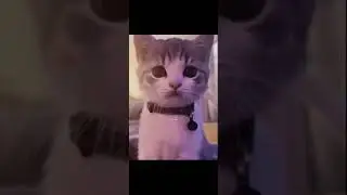 кто лучше кот или собака #animals