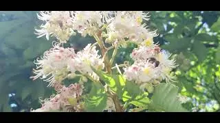 ‎@-earth.plants-animals  Aesculus hippocastanum,horse-chestnut,gështenja e egër (1)