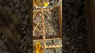 Kendini bozmayan saka  mükemel performans