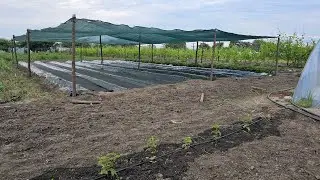 Притенение для клубничных грядок для получения летнего и осеннего урожая🍓🍓🍓