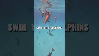 Это было незабываемо #shorts #dolphins
