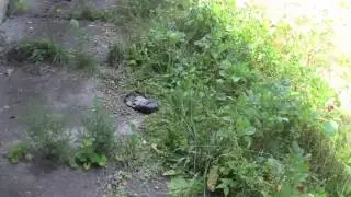boy vs wild episode 9 mental camp
