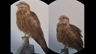 FALCÃO CARRAPATEIRO