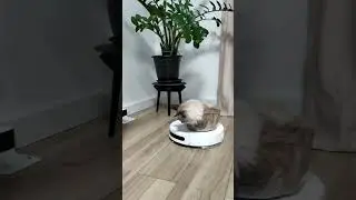 Кот и робот-пылесос