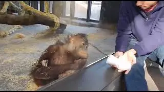 Фокус для обезьянки