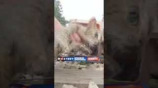 Она НАШЛА КОТЯТ ПРЯМО НА РЕЛЬСАХ! Что СЛУЧИЛОСЬ?!😱