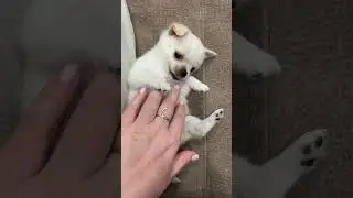 Невероятно милая собачка)