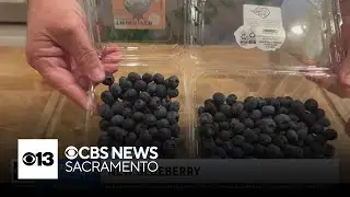 New blueberry | Lunch Break with Michael Marks