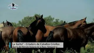 Bien Argentino - Programa 34 - Caballos Criollos y Rocio Savanco