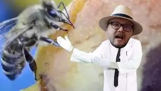 Octopuses - Not The Bees (OFFICIAL VIDEO//LICK MUSIC)