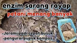HOW TO MAKE TERMITE MOUND ENZYME FOR SOIL PREPARATION, COMPOST FERTILIZER & RICE STRAW DECOMPOSITION