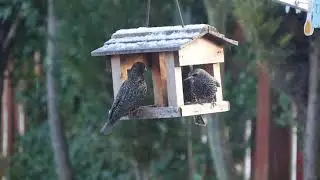 Birds outside the window