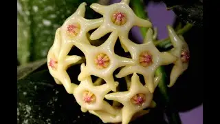 Hoya hamiltoniorum and Friends