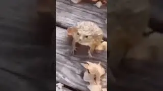 Хейтеры задолбали Жабу