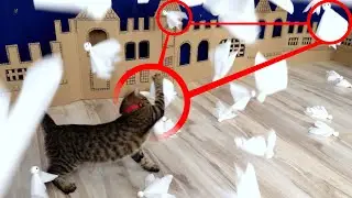 CAT ATTACK on ghost town in real life! 👻🐈