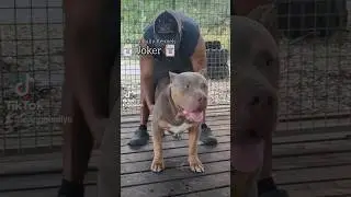 Here's Joker at 1yo. 140lbs Giant Puppy off Kong x Red. #americanbully #xlbully #abkc