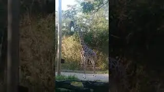Giraffe eating at the cincinnati zoo #animal #bringingthezootoyou #animals #zoo