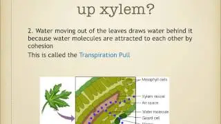 IGCSE. 2.8 Transport of water in stem