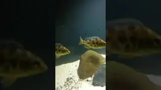 Цихлидник