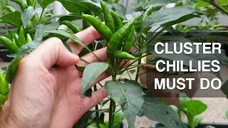 CLUSTER CHILLI VARIETY | How to sustain flowering and fruiting