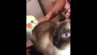 Попугай и кошка вместе. Гриша + Алиса