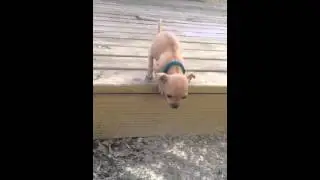 Puppy Test