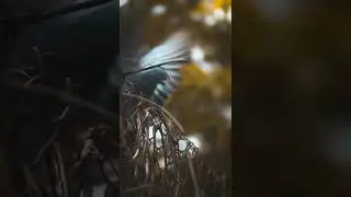 Indian Pigeon Couples 🕊