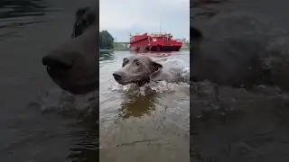 НА ОСКАРА НАПАЛА АКУЛА…