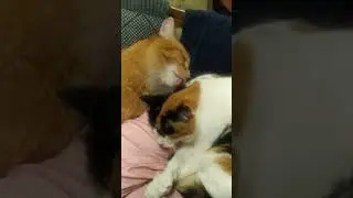 Это любовь