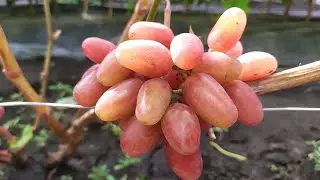 Tarantino - grapes with fruity tones in the taste!!!