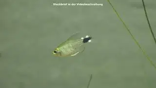 Schilfsalmler, Hyphessobrycon elachys