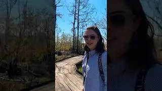 Tem jacaré no pântano? 🇺🇸 