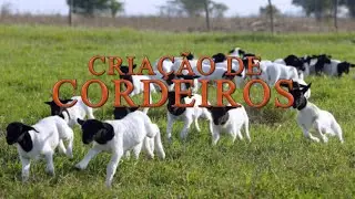 CRIAÇÃO DE CORDEIROS - BALSAS - MARANHÃO.