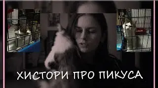 Хистори про Пикуса | Приют МУРКОША | Чо и как