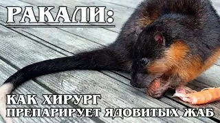 RAKALI: Golden-Bellied water or beaver rat - endemic to Australia | Interesting facts about rats