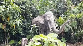 National Zoo of Malaysia | Real Animal in Zoo Negara, Malaysia