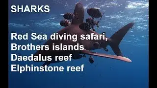 Red Sea diving safari, brothers daedalus elphinstone, sharks