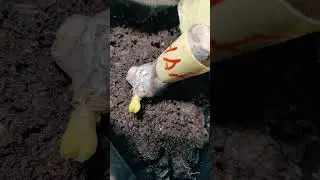 Динамика развития однопочковых черенков и прививки в расщеп