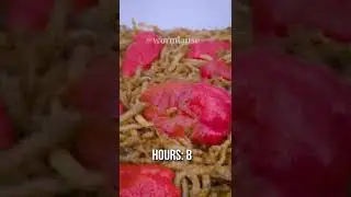 Mealworms vs 10 GHOST PEPPERS