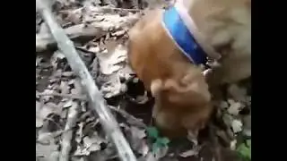 Пес Саймон ищет трюфили в Крыму.
