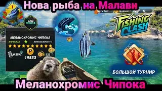 Новая рыба на Малави -Меланохромис Чипока/ Игровой процесс/ Fishing Clash: Реальная рыбалка