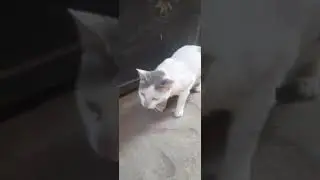 Cat 🐈 Asking Me To eat