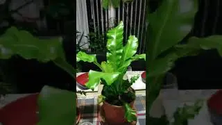 Birds Nest Fern unlike any you have ever seen