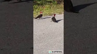 Woodpeckers dance in synchronization!