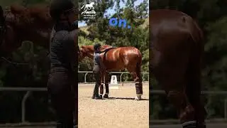 Is Your Horse Hollow?